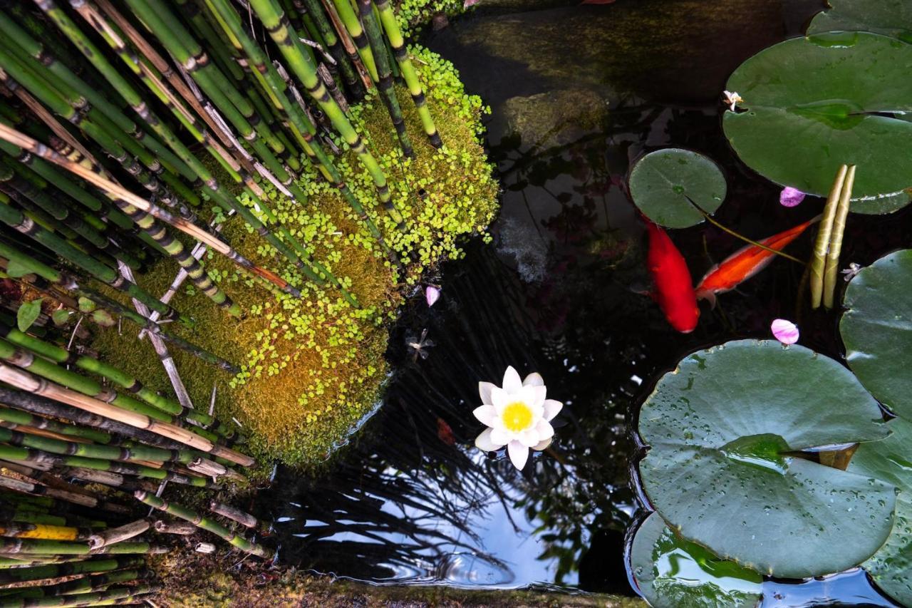 La Martinoise Garden Ξενοδοχείο Saint-Martin-de-Ré Εξωτερικό φωτογραφία